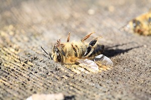 Des centaines de milliers d’abeilles empoisonnées au fipronil