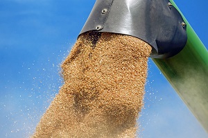 Getreideanbau: Es geht auch ohne Pestizide