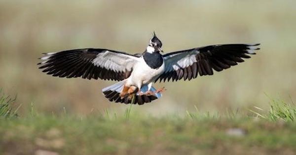 Mise en danger des oiseaux: la Suisse en leader