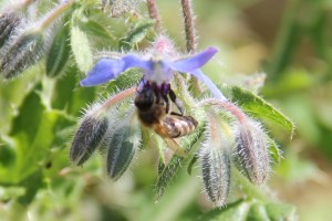 Statistique des pesticides 2020 de la Confédération – il vaut la peine d’y regarder de plus près