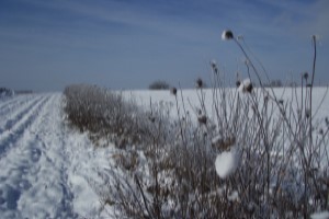 Politique agricole : faire pousser les graines d'un changement de système inéluctable