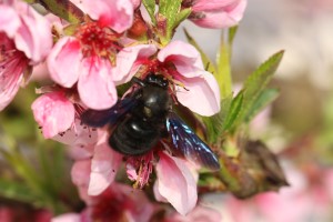 Bedeutung der Biodiversität für die Landwirtschaft