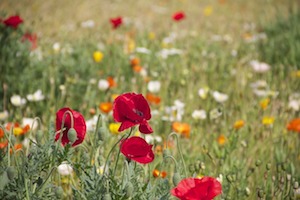 Bio-Anbau möglicherweise effektiver als Pestizide