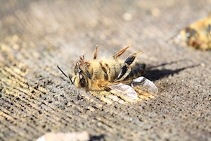 Importantes lacunes dans le contrôle des pesticides