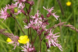 Trotz Millionen: Sorgenkind Biodiversität