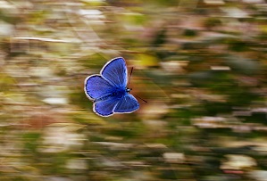 Un tiers des insectes ont disparu ces dix dernières années