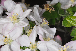 Abeilles menacées par les cocktails de pesticides