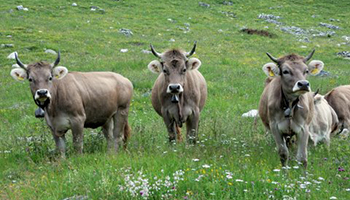 Production de viande et de lait respectueuse des ressources