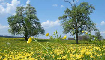 Blumenvielfalt in Wiesen: Basis für die Bienengesundheit?