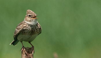 Wirtschaftlichkeit Standortgemässe Produktion und Biodiversität