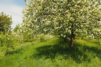 «Un jour, je serais complètement débarrassé des pesticides»