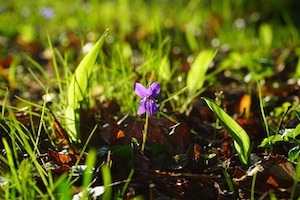 Der Wald bietet der Biodiversität Schutz