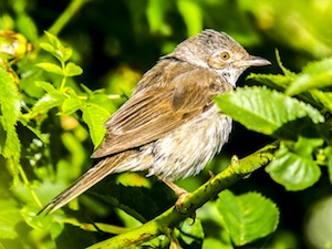 Ausgezwitschert auf dem Acker - Zusammenbruch der Vogelpopulationen